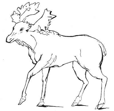 The ELK (Norse, ELG; Lapp, SARV), copied from ''The Natural History of Norway,'' by Pontoppidan, Bishop of Bergen. Gaelic, according to Armstrong, LON.</P>
<P>EILID, according to translators of the Bible, ''Ossian,'' and modern poets, means a hind or roe. 